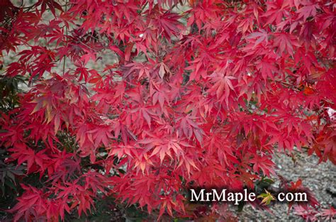 Buy Acer Palmatum Wakehurst Pink Japanese Maple Mr Maple │ Buy
