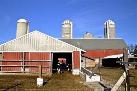 Cattle In Barn Stock Photo Image Of White Fence Dairy 62456064