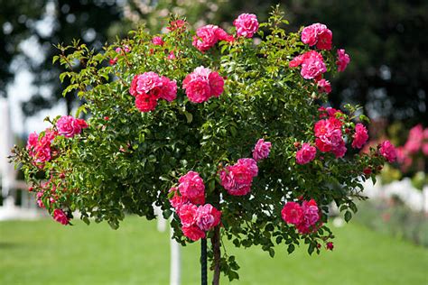 Rose Tree Stock Photos Pictures And Royalty Free Images Istock