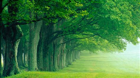 🥇 Louisville Nature Summer Trees Wallpaper 51671