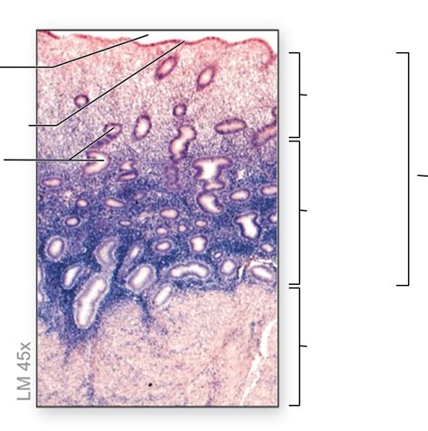 Uterus Histology Diagram Quizlet