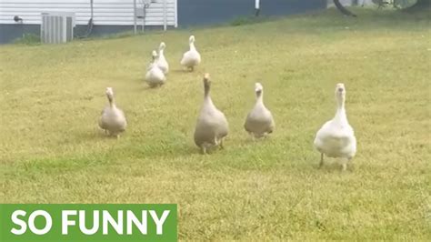 geese and turkey run to wish owner good morning youtube