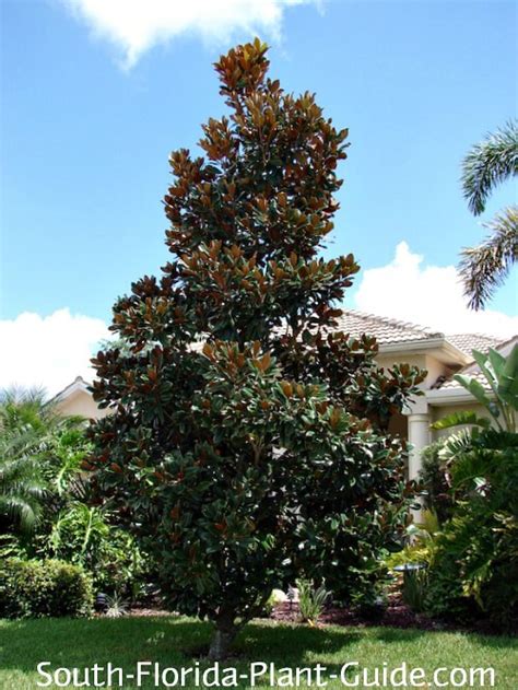 With limbs that naturally scrape the ground, there is no room. Magnolia Tree - D.D. Blanchard
