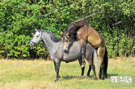 Ein andalusischer hengst soll in den anhänger. Connemara Hengst deckt Stute / Connemara pony stallion ...