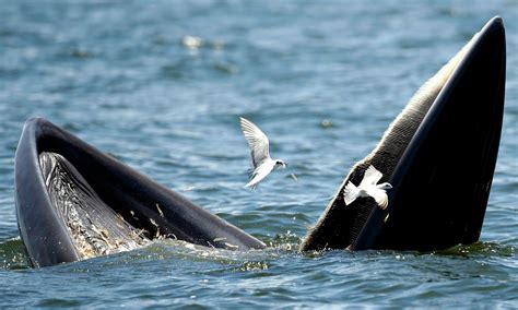 Whales In Gulf Of Mexico Face Endangered Status As