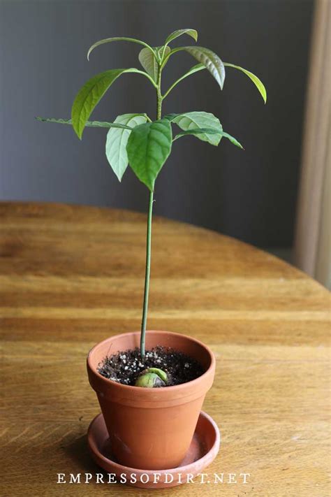 How To Grow An Avocado From Seed Easy Method — Empress Of Dirt