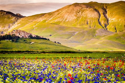 Castelluccio Di Norcia Flowering Stock Image Image Of Umbria