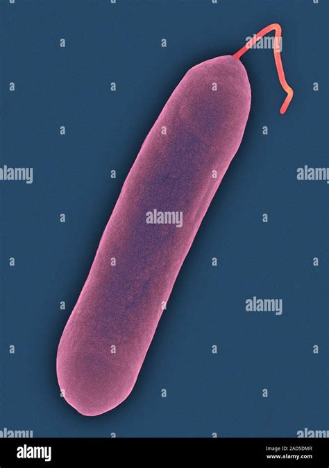 Coloured Scanning Electron Micrograph Sem Of Salmonella Enteritidis