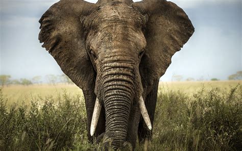 1920x1200 Free Download Pictures Of Elephant Coolwallpapersme