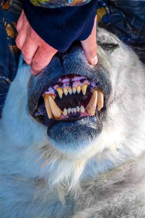 Polar Bear Teeth Everything You Need To Know A Z Animals