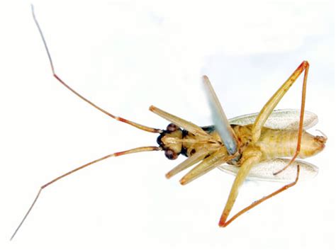 Teratocoris Antennatus Insecta Heteroptera Miridae
