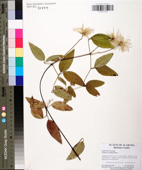 Herbarium Specimen Details - APA: Alabama Plant Atlas