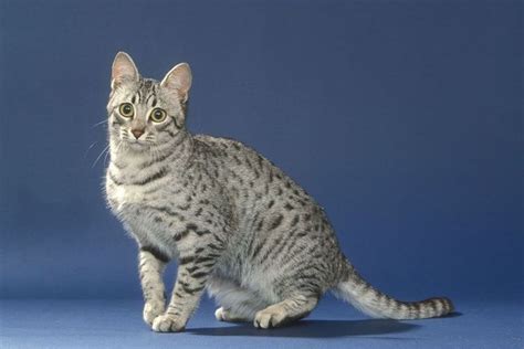 Becoming A Registered Cat Breeder Pets4homes Katzenzüchter