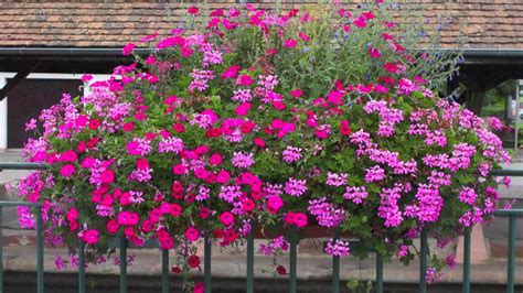 Les Géraniums D´alsace Beautiful Geraniums In Alsace Youtube