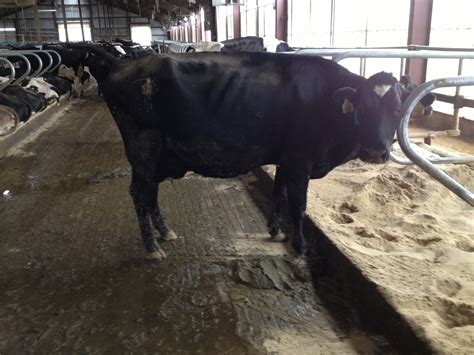 Jersey X Holstein Archives The Dairy Crossbred Blog