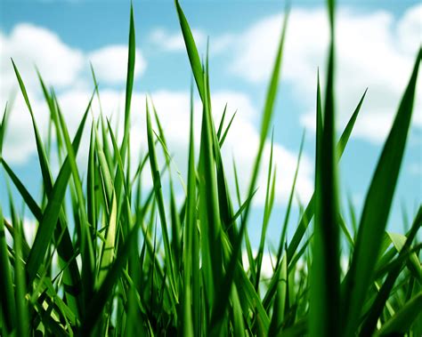 Grass Images Grass Hd Wallpaper And Background Photos 30825826