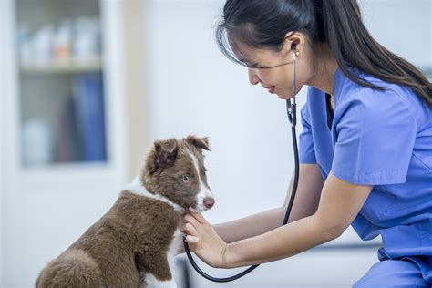 Signs And Treatment Of Puppy Heart Disease