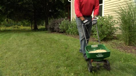 How To Overseed Your Lawn Ace Tips And Advice