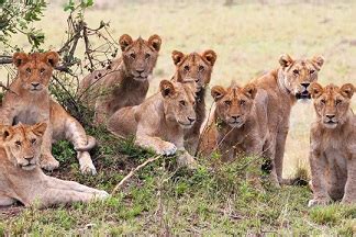 To complete this project, you will need to set up virtualbox and the cs6290 project virtual. CS 378: Programming for Performance