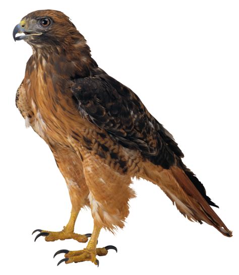 Eagle Hawk Bird Png Image With Transparent Background Eagle Artwork