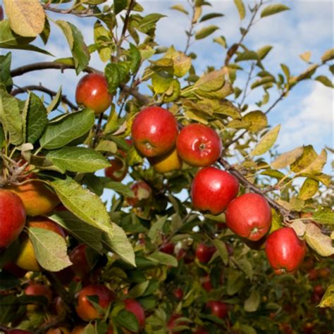 We did not find results for: Top 10 Easy To Grow Fruit Trees