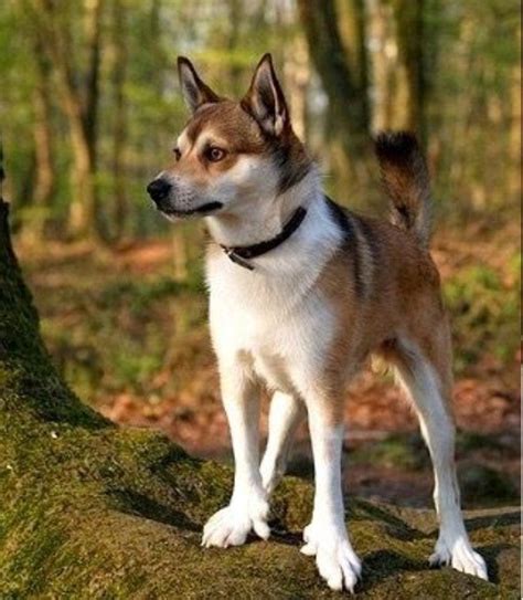 Pin By Selcoeurl On Cute Dogs Cute Dogs Norwegian Lundehund Diy Dog