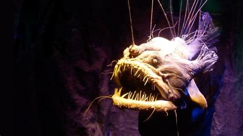 Male Deep Sea Anglerfish Attach Themselves To The Females During Sexual