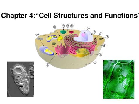 Ppt Chapter 4 “ Cell Structures And Functions ” Powerpoint