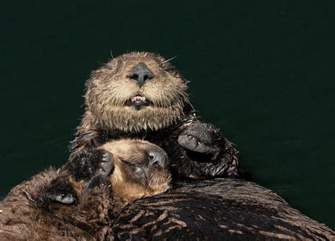 Otters All Cuddles And Smiles Sea Otter Otters Otter Love