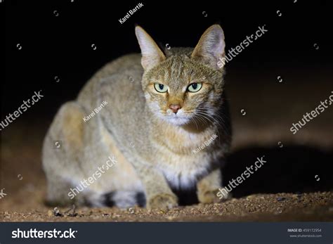 African Wildcat Felis Silvestris Lybica Sitting Stock Photo 459172954