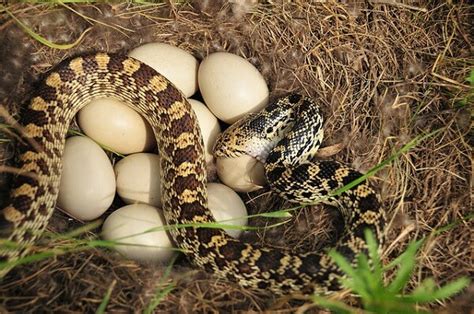 Como Nacen Las Serpientes Donde Viven Como Nacen