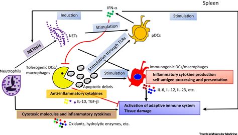 Pathogenesis Of Human Systemic Lupus Erythematosus A Cellular