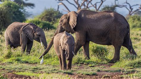 Kenya's Elephant Population Has Doubled Over The Last Three Decades