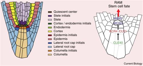 See full list on basicbiology.net Plant Stem Cells: Current Biology