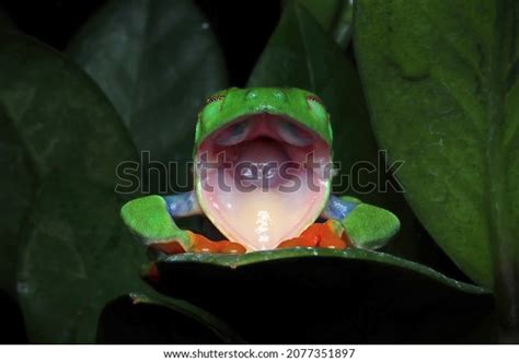 491 Frog Mouth Open Images Stock Photos And Vectors Shutterstock
