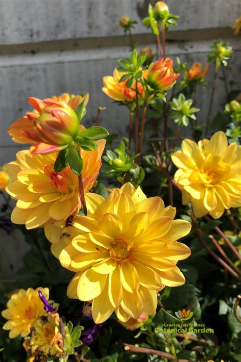 We Love This Vibrant Dahlia Cancun Along Our Annual Border