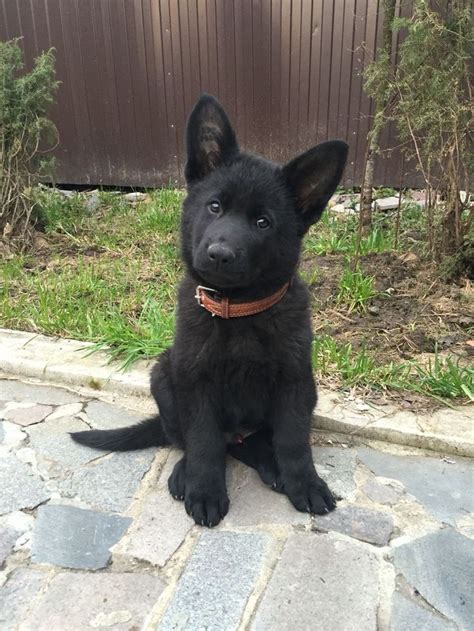 If you belong to those who often felt that gsds aren't handsome dogs, then this periodical should be able to convince you that german shepherds can be very handsome indeed. Baby boy) almost 2 months) #Kosmos | Black german shepherd ...