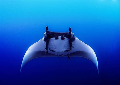 Experience The Wonders Of Manta Bowl Ticao Pass The Ultimate Diving