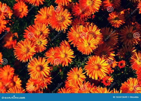 Orange Blommor Blomma Och Tona Bakgrund Fotografering För Bildbyråer