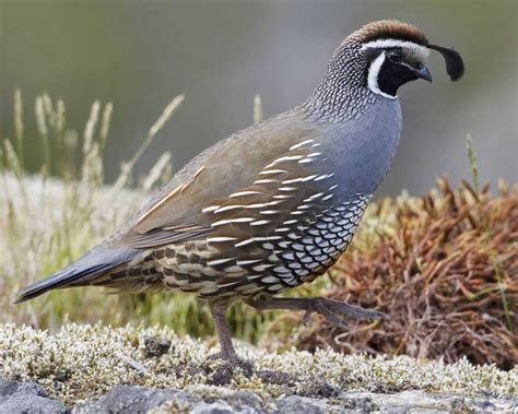 See quail eggs stock video clips. California Quail | Audubon Field Guide