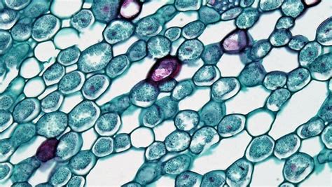 Perennial Monocot Stem Cortical Oil Cells In Acorus Rhizo Flickr