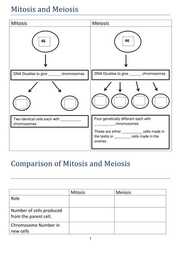 Mitosis And Meiosis Comparison Worksheet