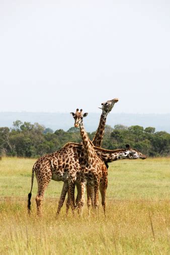 Three Giraffes Cuddling Stock Photo Download Image Now Africa
