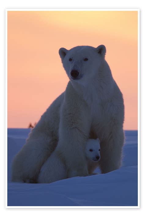 Stampa Female Polar Bear With Cub Di David Jenkins Posterloungeit