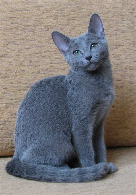 The Russian Blue Cat Catbreeds Hypoallergeniccats Russianbluecat