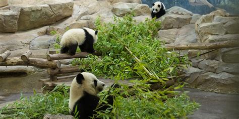 Zoo De Beauval Le Séjour Des Pandas Prêtés Par La Chine Prolongé