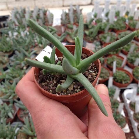0 more photos view gallery. Hereroa - Cultivation Sheet - Giromagi Cactus