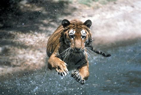 Tiger Leaping Stock Image F0320442 Science Photo Library