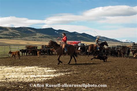 Cowgirl Jessica Sarrazin Ropes And Drags Calves To The Fire To Be Branded Wilsall Montana