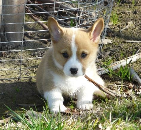 The approximate wait time for a puppy is five to six months after you submit the $100 deposit for the paid waiting list. View Ad: Pembroke Welsh Corgi Puppy for Sale, Texas, HUMBLE